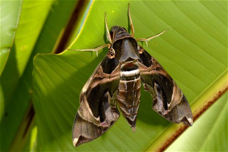 Daphnis hypothous - Location: Borneo