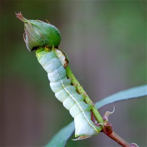 Copper Underwing larva photo