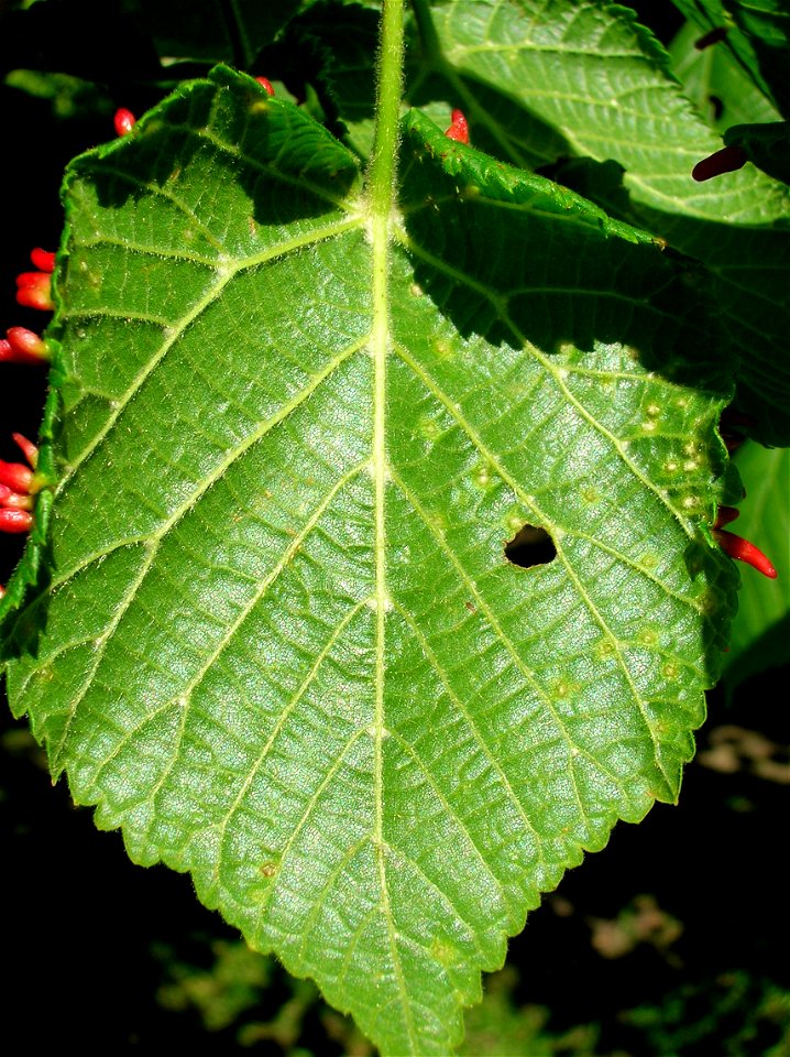 Tilia × europaea underside with Eriophyes tiliae tiliae galls on upper epidermis. North Ayrshire. Eglinton. Scotland.