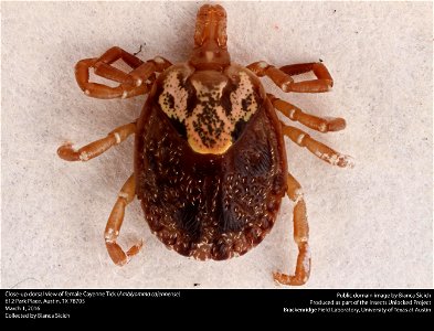 Dorsal view of female Cayenne Tick (Amblyomma cajennense)
612 Park Place, Austin, TX 78705
March 1, 2016

Collected by Bianca Sicich