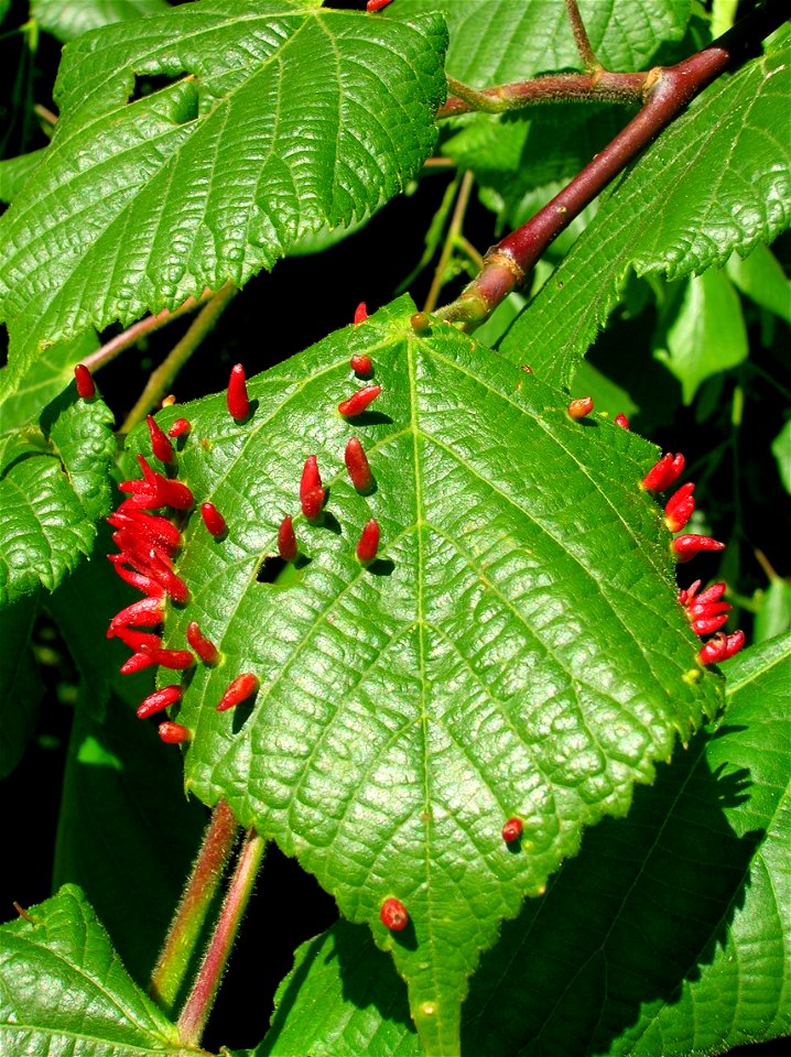 A group of Lime Nail galls (Eriophyes tiliae tiliae) on Tilia × europaea. North Ayrshire, Eglinton, Scotland.