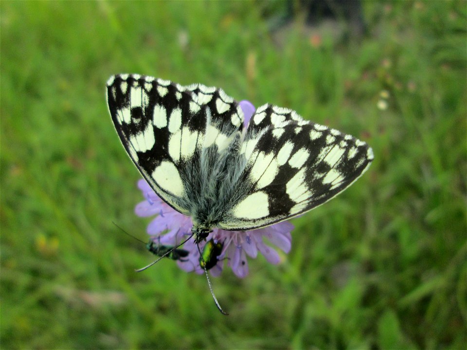 Schachbrett (Melanargia galathea) im Naturschutzgebiet „Birzberg, Honigsack/Kappelberghang“ photo