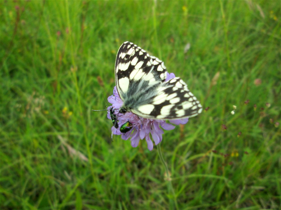 Schachbrett (Melanargia galathea) im Naturschutzgebiet „Birzberg, Honigsack/Kappelberghang“