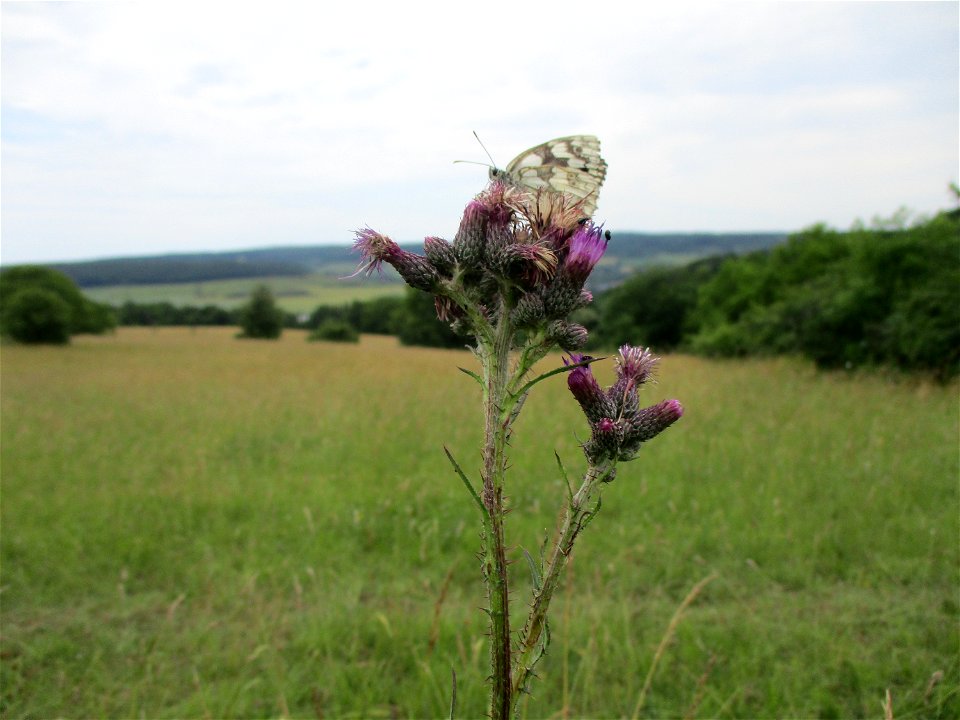 Schachbrett (Melanargia galathea) an einer Sumpf-Kratzdistel (Cirsium palustre) an einem Kalkquellsumpf im Naturschutzgebiet Südlicher Bliesgau/Auf der Lohe bei Gersheim