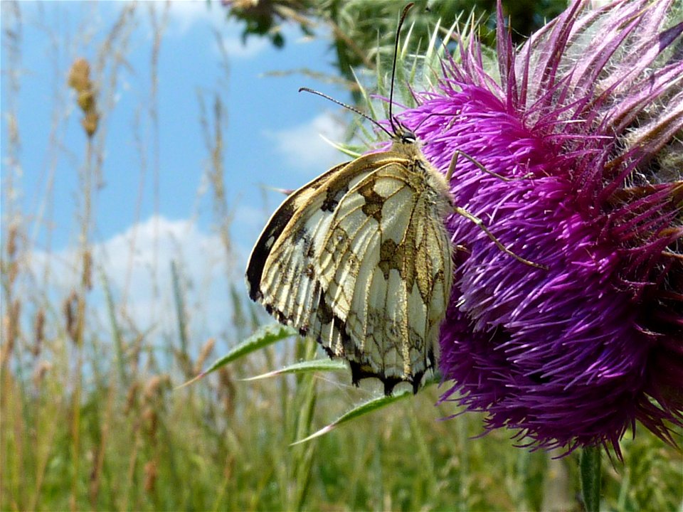 Schmetterling bei Hohebach im Jagsttal