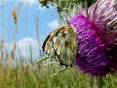Schmetterling bei Hohebach im Jagsttal photo