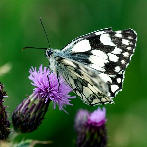 Photograph of Marbled White Butterfly (Melanargia galathea) seen on Bromyard Downs, Herefordshire, UK on 14th July 2019