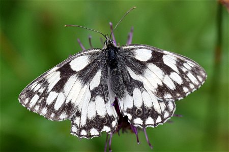 Marbled white butterfly (Melanargia galathea). East Yorkshire, England. photo