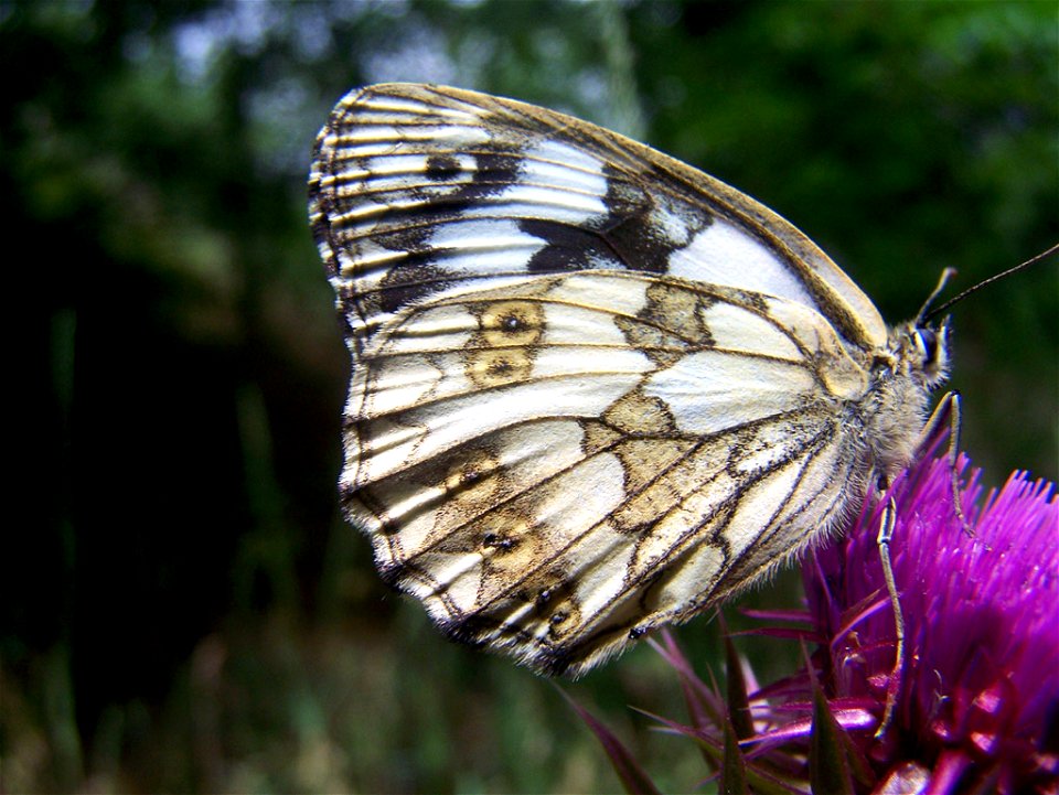 Butterfly Galatea photo