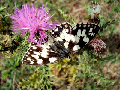 Motýl okáč bojínkový z Podkomorských lesů. Česká republika, jižní Morava