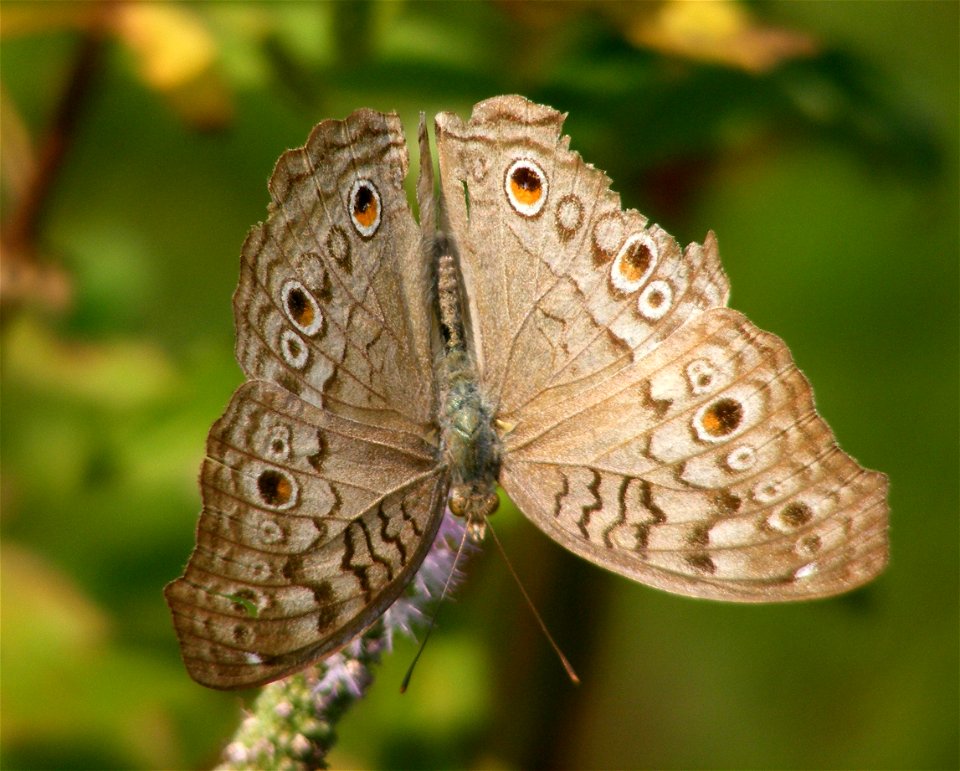 Gray Pansy_Junonia Atlites photo