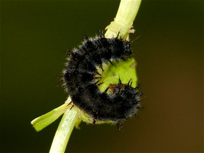 Gray Pansy _Junonia atlites photo