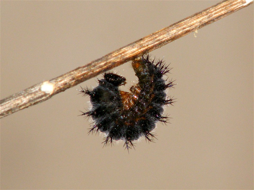 Gray Pansy _Junonia atlites