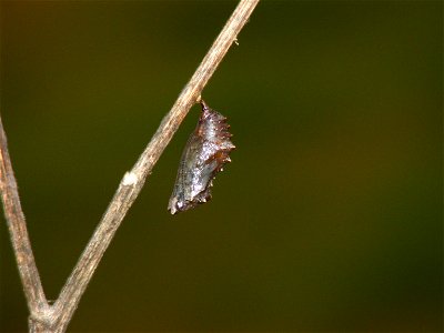 Gray Pansy _Junonia atlites photo