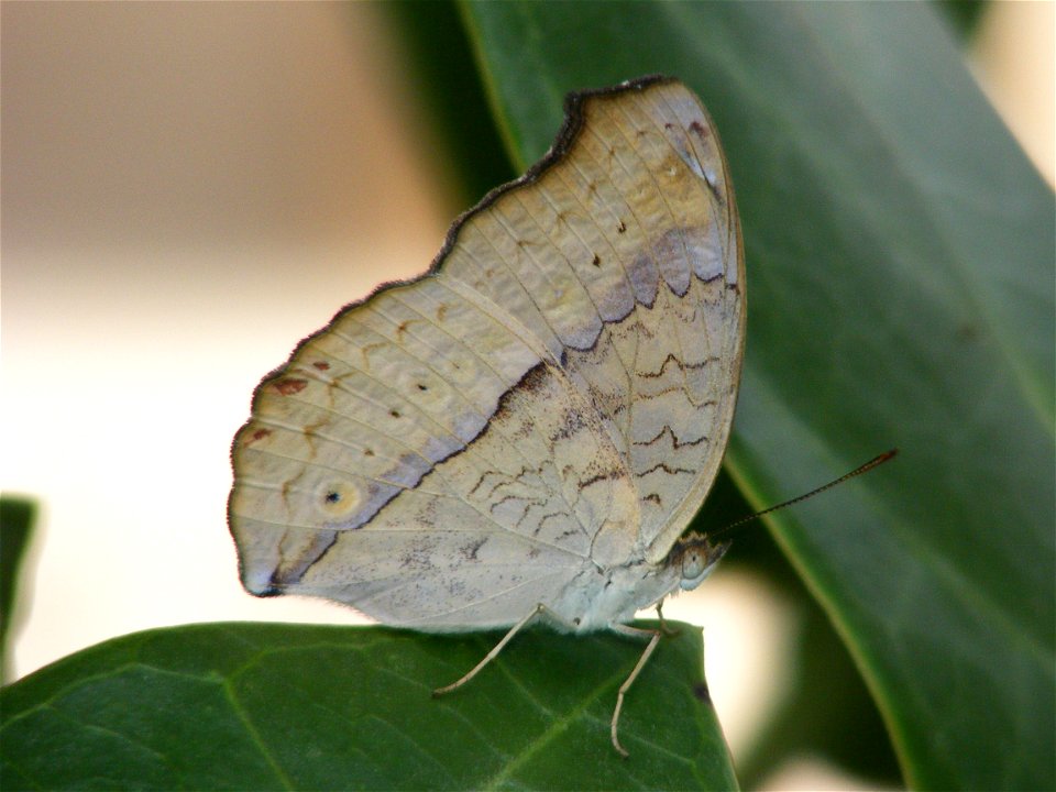 Gray Pansy _Junonia atlites photo