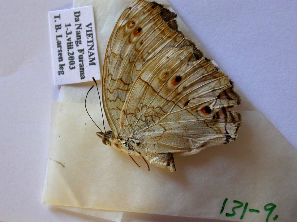 VIETNAM.   Da Nang, Furama,  JEB 2007,  Exemplar,  <a href="http://nymphalidae.utu.fi/story.php?code=NW131-9" rel="nofollow">see in our database</a>