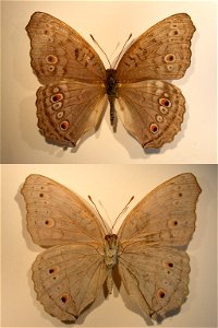 INDONESIA.  Central Sulawesi, Palolo Valley, vic. Berdikari, S 01Â°06.90' E 120Â°05.21', 700m a.s.l.,  JEB 2007,   <a href="http://nymphalidae.utu.fi/story.php?code=NW98-2" rel="nofollow">see in