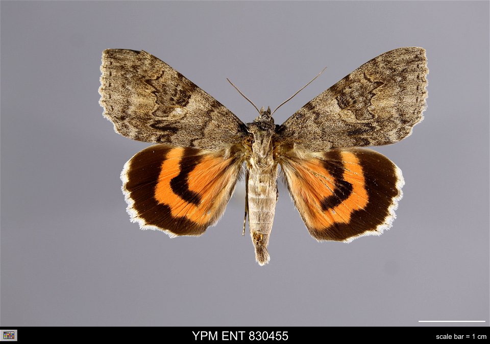 Yale Peabody Museum, Entomology Division
Catalog #: YPM ENT 830455
Taxon: Catocala nupta (L.) (dorsal)
Family: Erebidae
Taxon Remarks: Animals and Plants: Invertebrates - Insects
Date: 1987-07-28
Verb