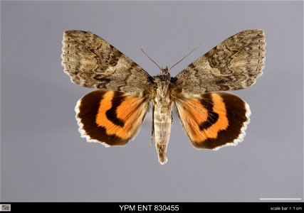 Yale Peabody Museum, Entomology Division Catalog #: YPM ENT 830455 Taxon: Catocala nupta (L.) (dorsal) Family: Erebidae Taxon Remarks: Animals and Plants: Invertebrates - Insects Date: 1987-07-28 Verb photo