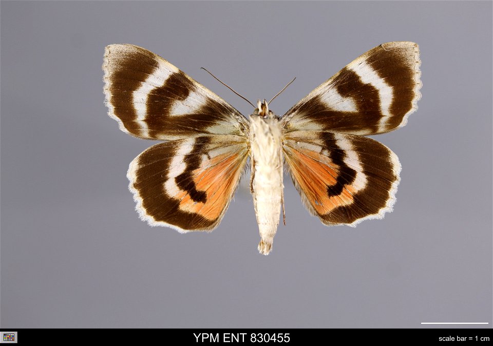 Yale Peabody Museum, Entomology Division
Catalog #: YPM ENT 830455
Taxon: Catocala nupta (L.) (ventral)
Family: Erebidae
Taxon Remarks: Animals and Plants: Invertebrates - Insects
Date: 1987-07-28
Ver