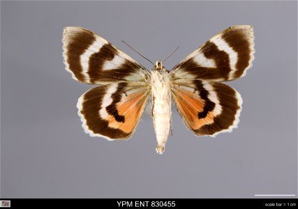Yale Peabody Museum, Entomology Division Catalog #: YPM ENT 830455 Taxon: Catocala nupta (L.) (ventral) Family: Erebidae Taxon Remarks: Animals and Plants: Invertebrates - Insects Date: 1987-07-28 Ver photo