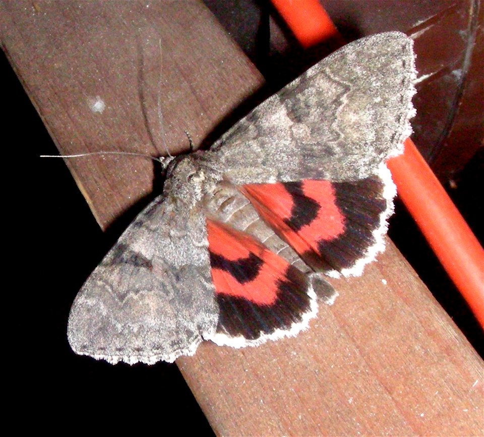 Catocala nupta in my loft Braintree, Essex, UK photo