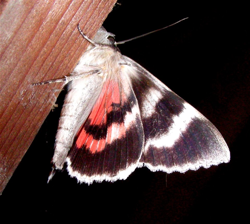 Catocala nupta
in my loft

Braintree, Essex, UK