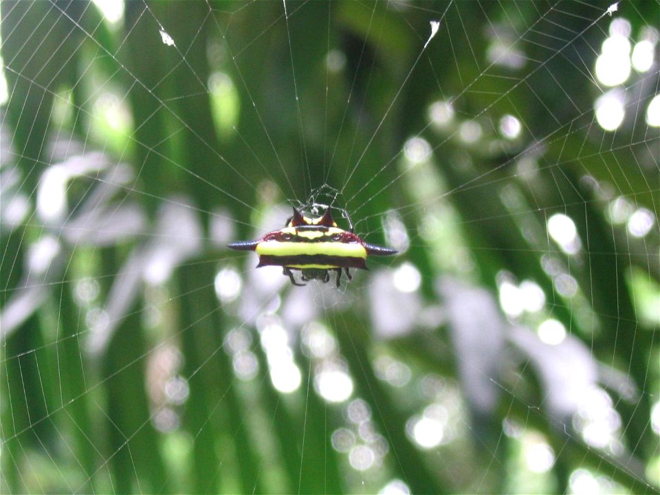 Gasteracantha fornicata