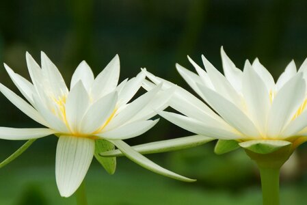 Aquatic pool lily photo