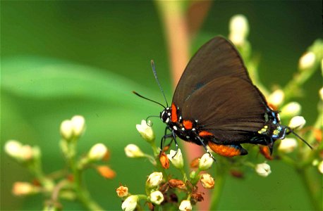 Image title: Great purple hairstreak butterfly atlides halesus Image from Public domain images website, http://www.public-domain-image.com/full-image/fauna-animals-public-domain-images-pictures/insect photo