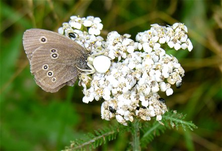 Misumena vatia attacking the Aphantopus hyperantus butterfly. photo