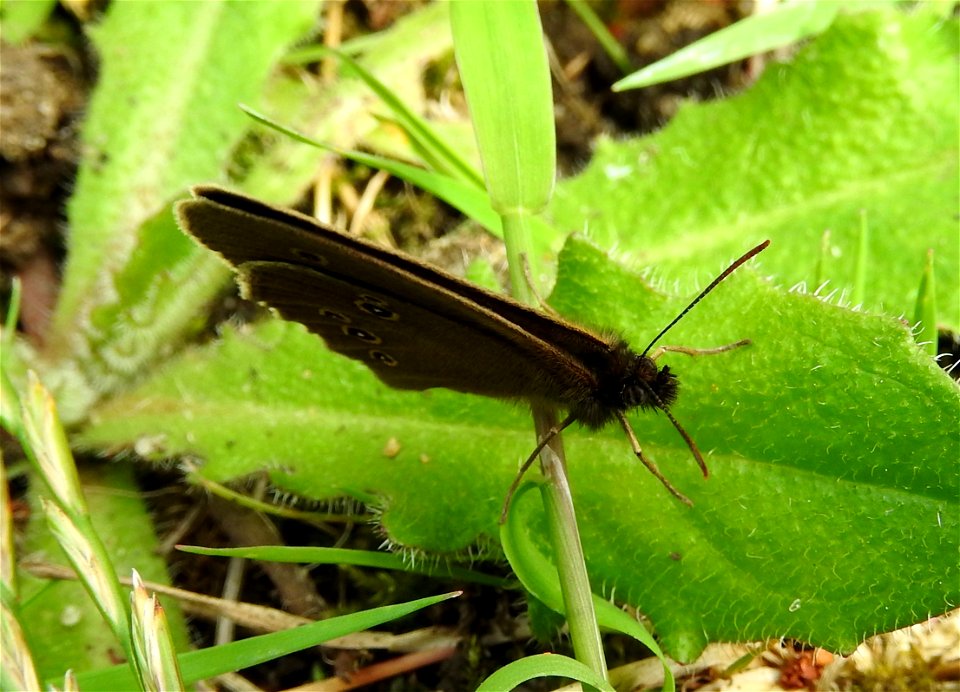 Ringlet butterfly photo