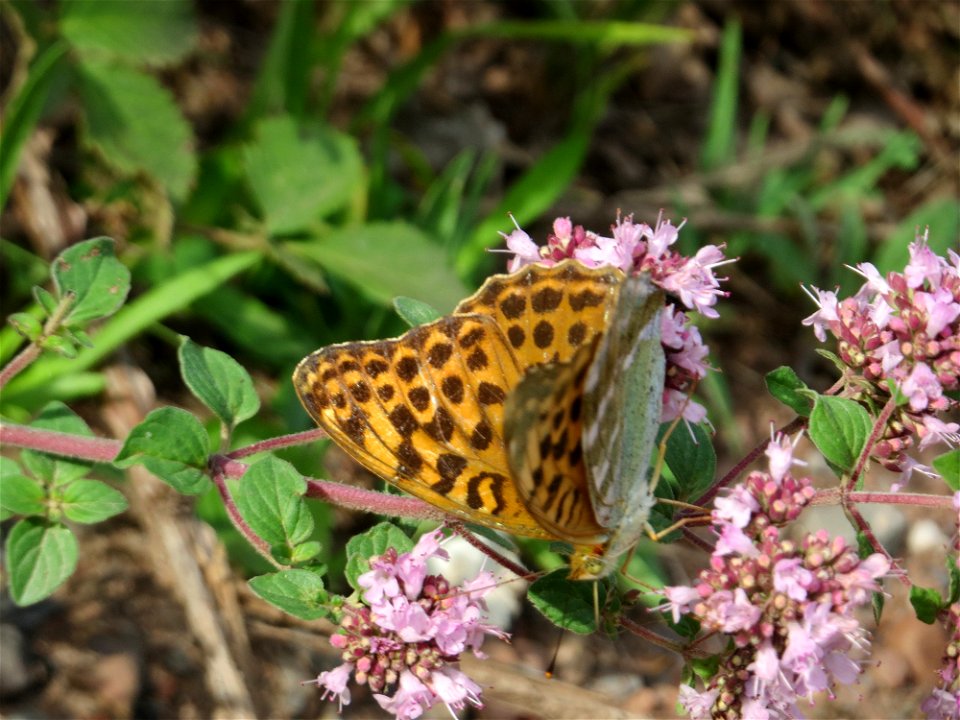 Kaisermantel (Argynnis paphia) im Naturschutzgebiet „Steinbachtal / Netzbachtal“