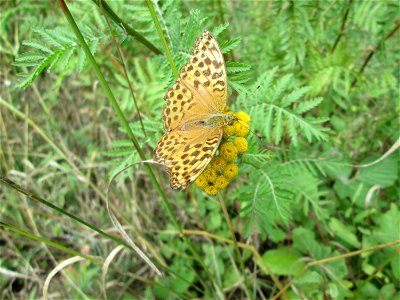 Kaisermantel (Argynnis paphia) bei Kennfus photo