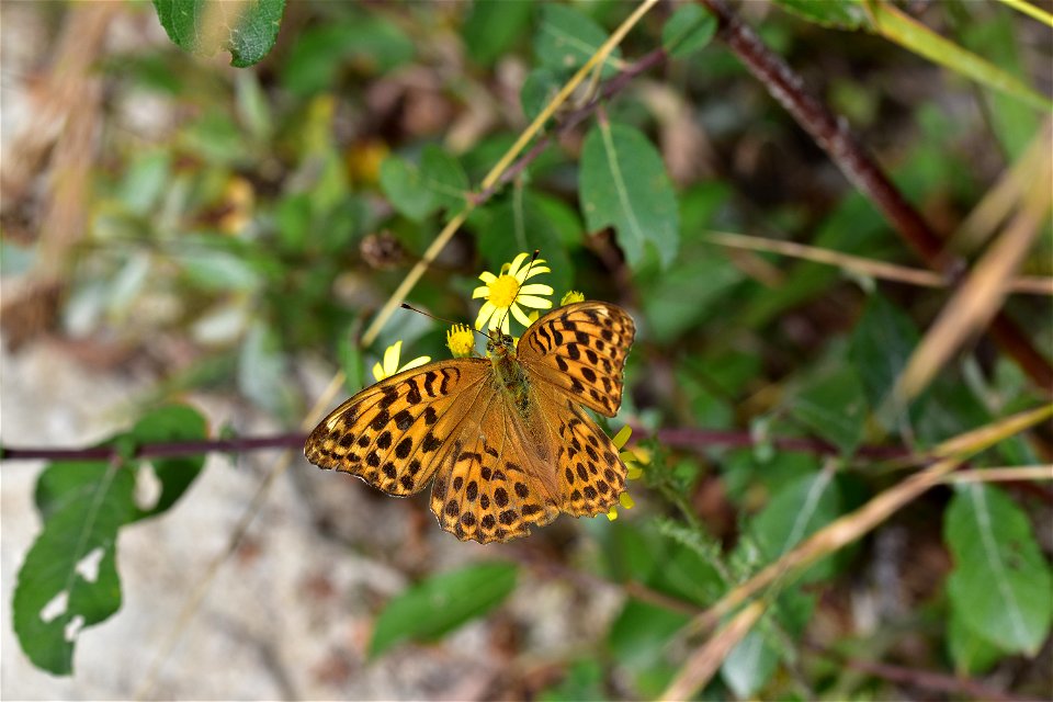 Living Insects on flower.