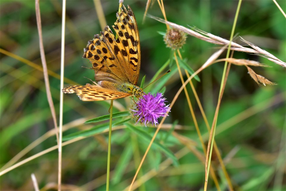 Living Insects on flower.