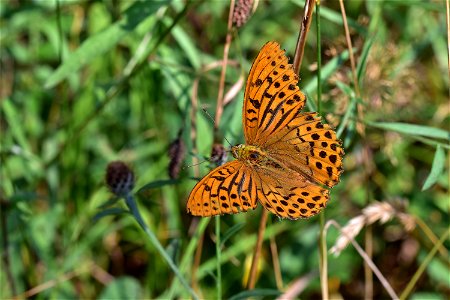 Living Insects on flower - Argynnis paphia, male. photo