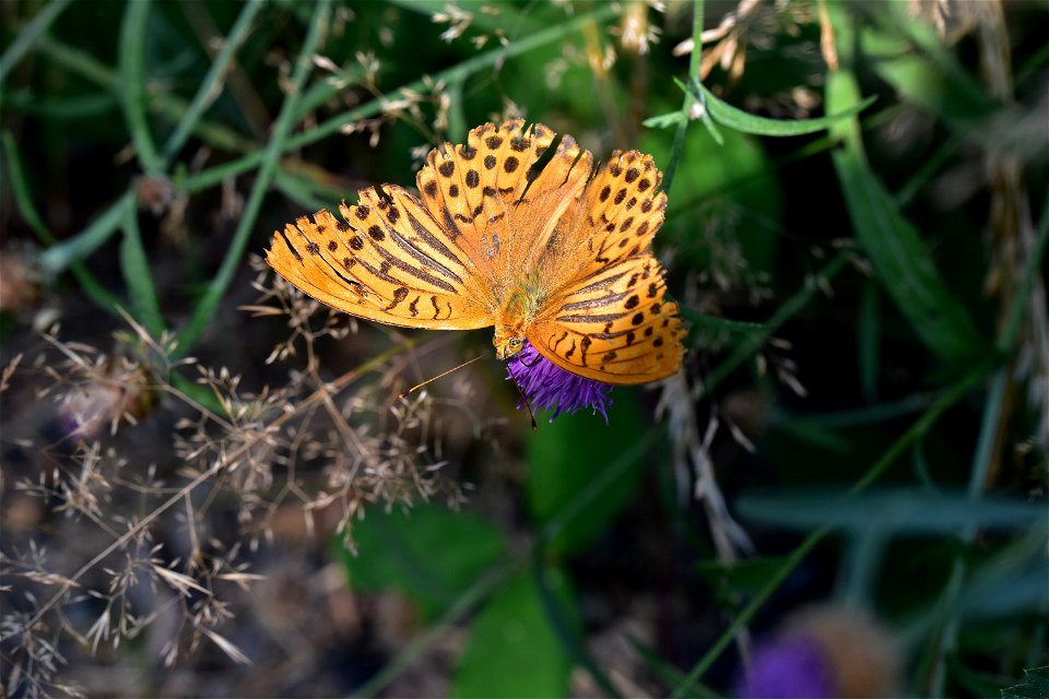 Living Insects on flower.