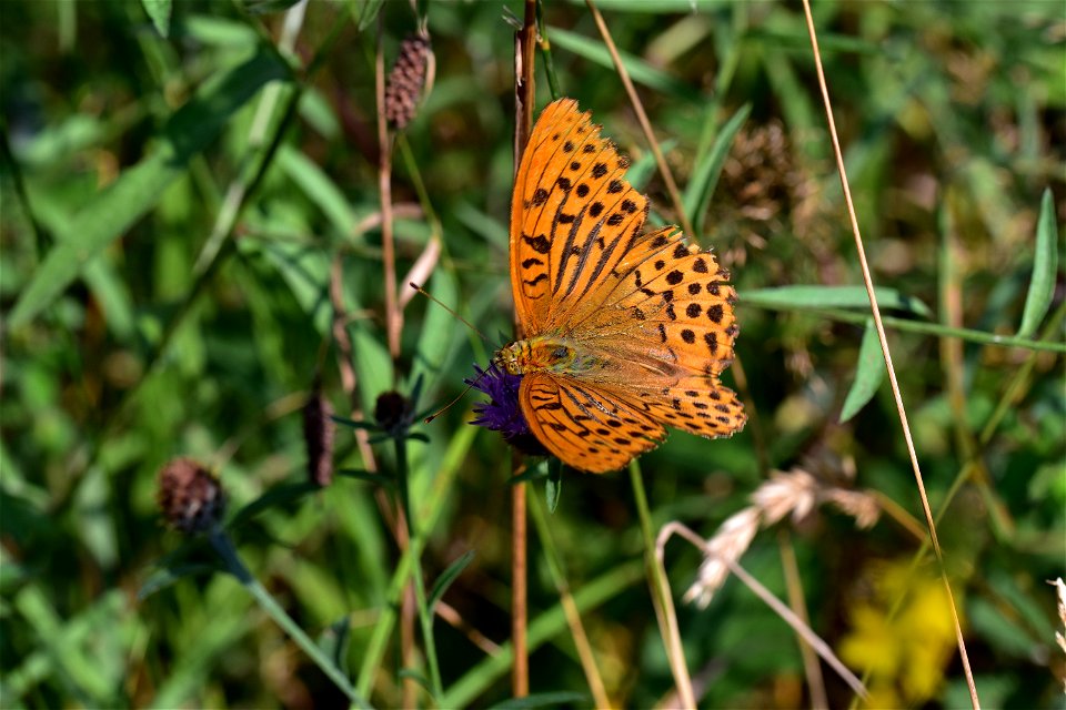 Living Insects on flower.