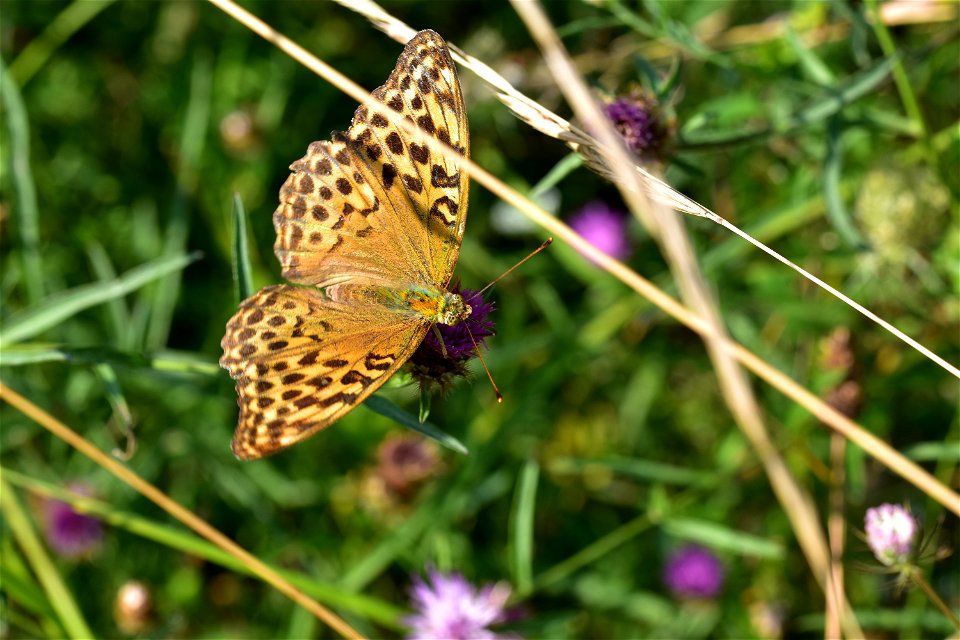 Living Insects on flower.