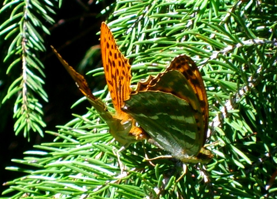 Argynnis paphia mating