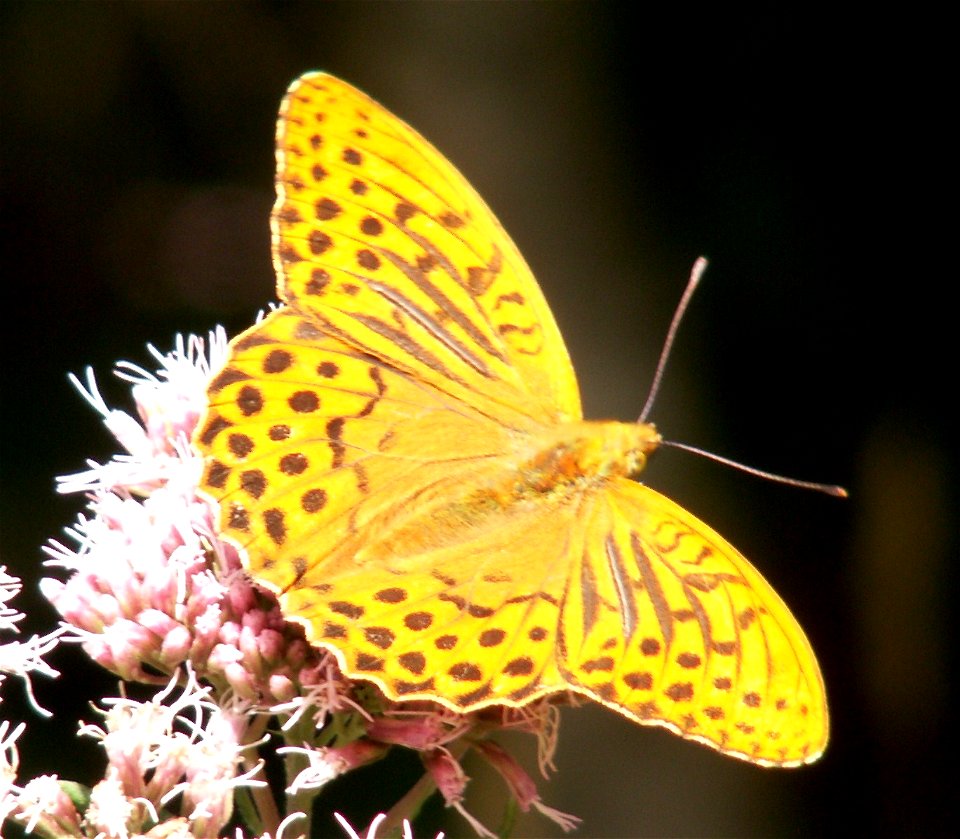 Silver-washed fritillary (Argynnis paphia) in summer 2007 at Daxweiler - Hunsrück Germany