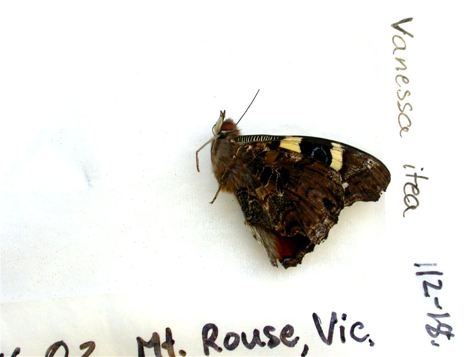 AUSTRALIA.  AUSTRALIA: Victoria, Mt. Rouse,  SystEnt 2011,   <a href="http://nymphalidae.utu.fi/story.php?code=NW112-18" rel="nofollow">see in our database</a>