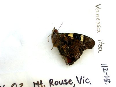 AUSTRALIA. AUSTRALIA: Victoria, Mt. Rouse, SystEnt 2011, <a href="http://nymphalidae.utu.fi/story.php?code=NW112-18" rel="nofollow">see in our database</a> photo
