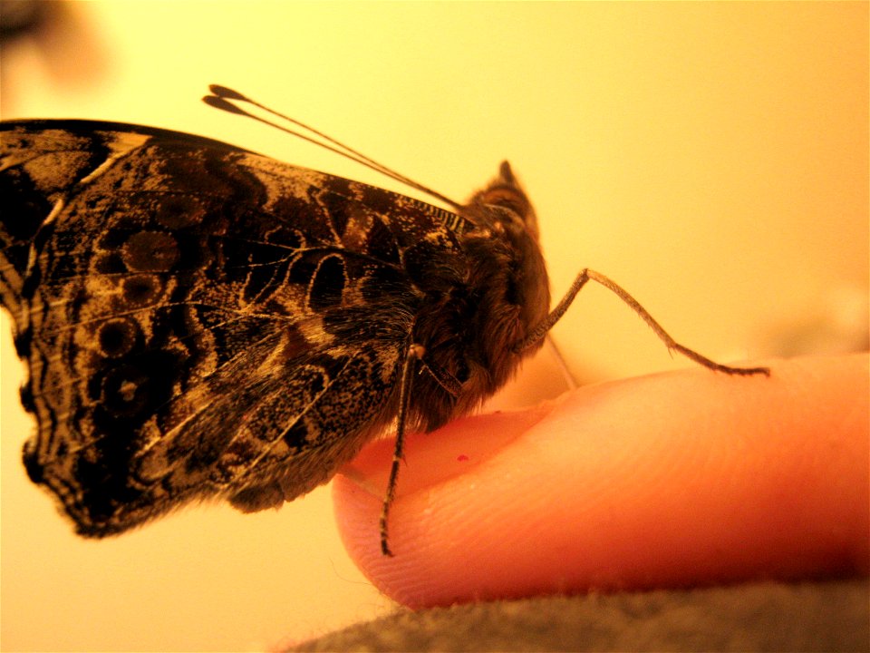 The Yellow Admiral Butterfly from Australia and Victoria photo