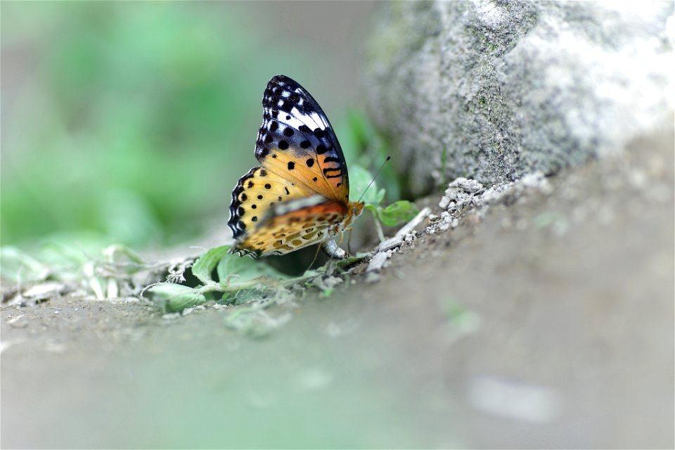 Canon EF 135mm f/2 L USM