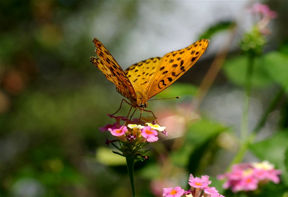Indian Fritillary(male) on Lantana with Bokeh