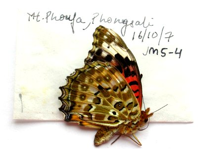 LAOS. Mt. Phouja, Phongsali, <a href="http://nymphalidae.utu.fi/story.php?code=JM5-4" rel="nofollow">see in our database</a> photo