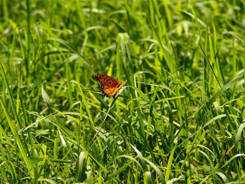 ツマグロヒョウモン [褄黒豹紋] [Indian Fritillary] [Argyreus hyperbius]-雄