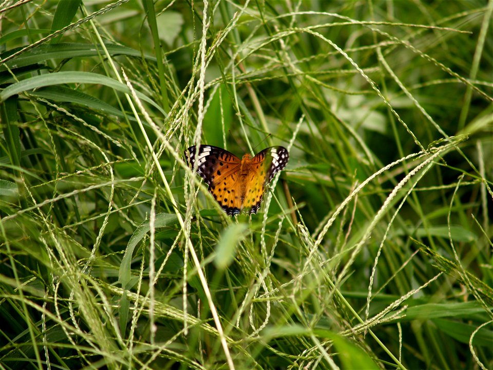 ツマグロヒョウモン [褄黒豹紋] [Indian Fritillary] [Argyreus hyperbius]-雌